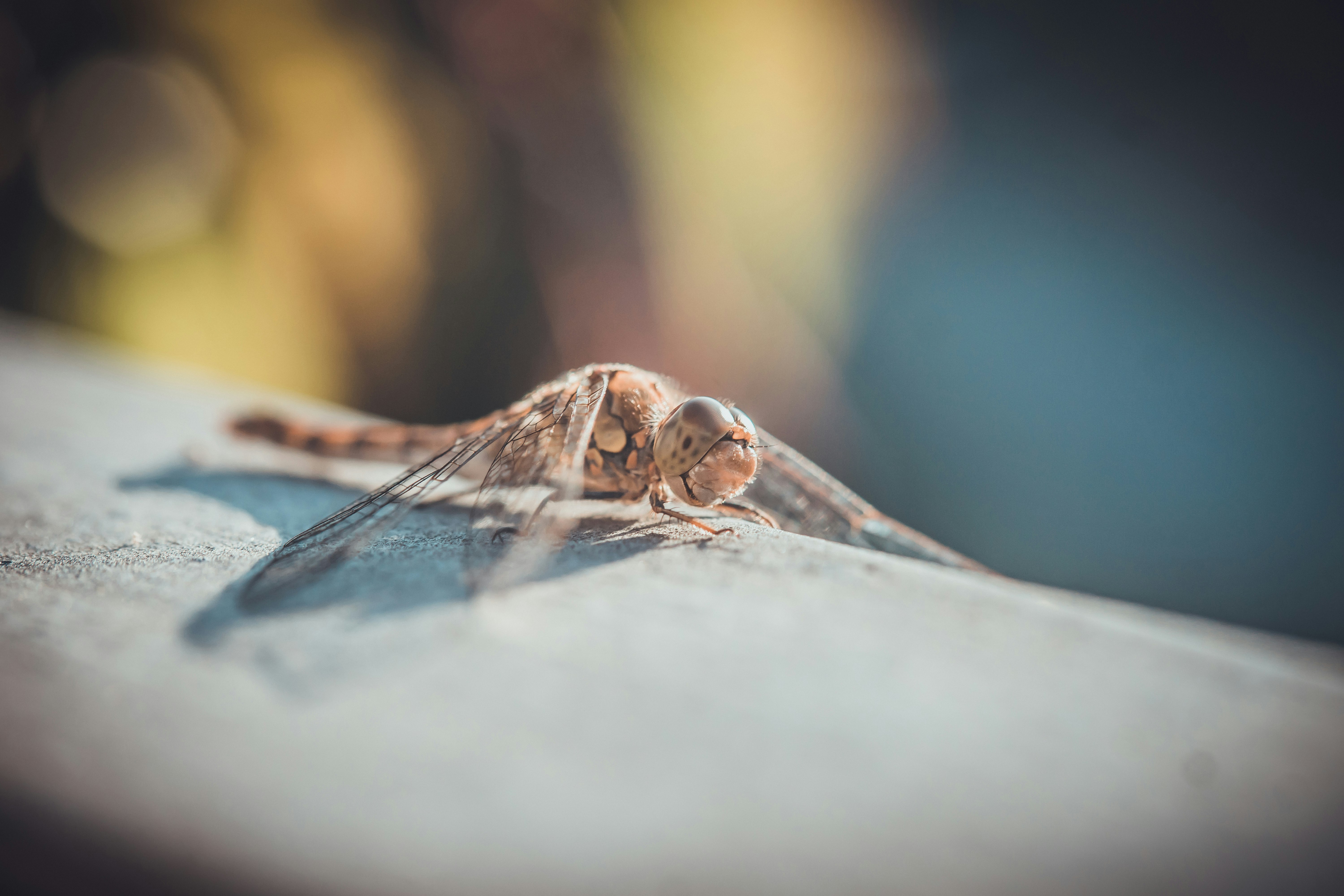 closeup photography of dragonfly